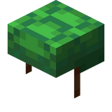 Carapace de tortue